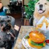 10 Best Dog-Friendly Restaurants & Bars To Hang With Your Pup Around Miami